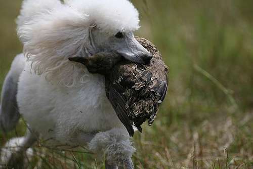 Un perro corriendo en el campo con un ave cazada entre sus mandibulas