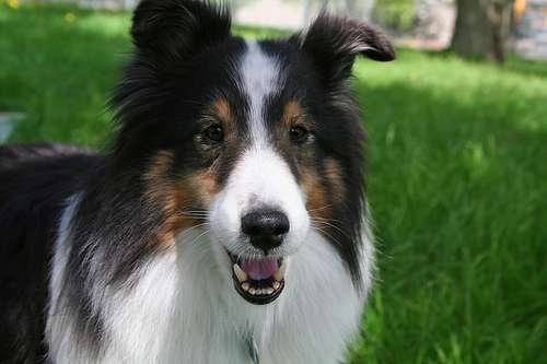 Un perro grande en primer plano en un patio mirando hacia la cámara de pelaje largo