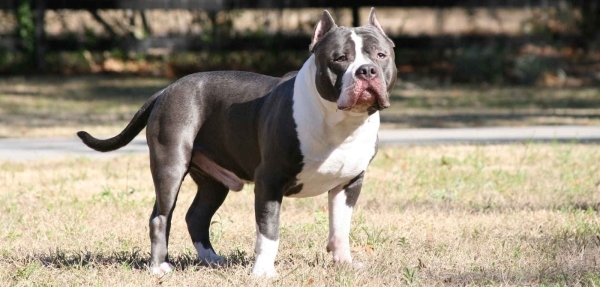 Vemos aun gran perro color gris con blanco se nota un perro agresivo