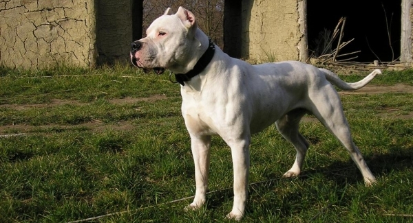 Vemos a un perro grande blanco  de  mirada penetrante  y pequeñas orejas