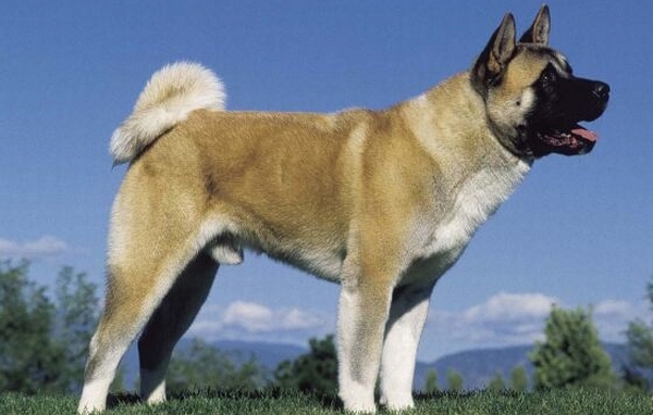 Un perro grande de color  habano  tranquilo aspecto de buen caracter