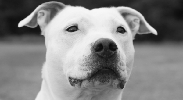 Vemos a un perro color blanco con mirada tranquila