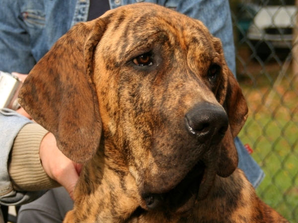 Vemos a un perro grande de color marrón  con aspecto tranquilo