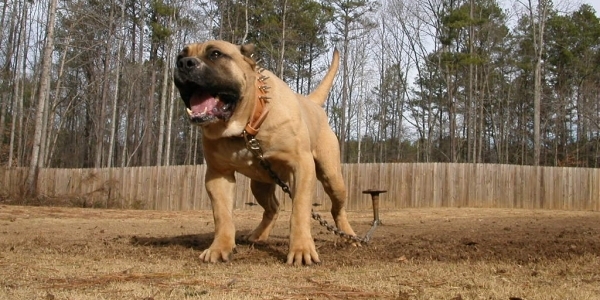 Un peero de color habano claro con aspecto muy feroz