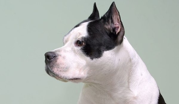 Aquí un perro de color blanco y negro buen ejemplar de aspecto tranquilo