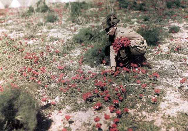 Un hombre con un uniforme de color kaki recoge flores rojas en un campo