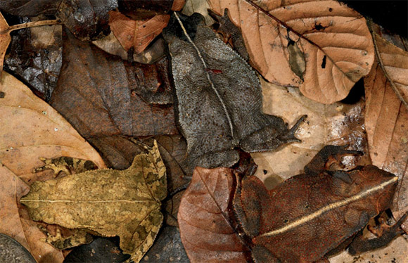 Podemos ver una cantidad de hojas secas  en color cafe claro y otras en oscuro donde un insecto se guarda de sus depredadores 