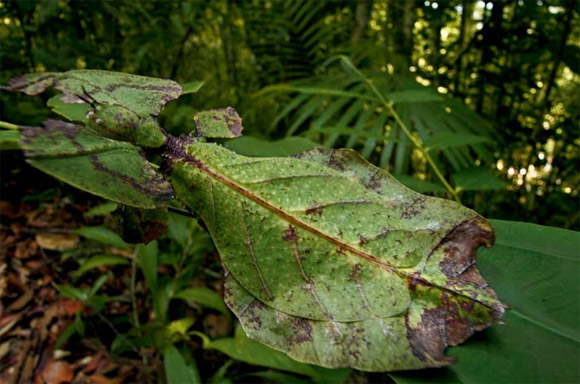 Unas hojas grandes en verde sirven de camuflaje a un pequeño insecto que queda desapercibido
