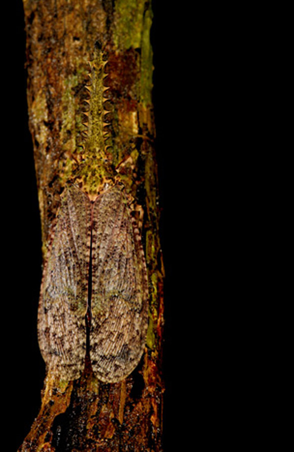 UN tronco de arbol color entre verde y cafe y en ese tronco se posa un insecto alado y de su mismo color