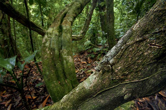 Vemos maleza abundante y unos gruesos troncos de arboles donde algún animal se esconde de sus depredadores