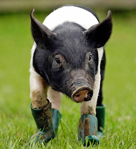 Vemos a un cerdo de color negro y blanco con botas pantaneras en sus cuatro patas  