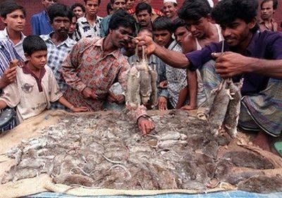 Vemos a varios hombres al lado de un mundo de ratas muertas observándolas