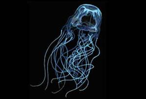 Vemos a una medusa de color azul y de largos  cabellos   que nada en aguas profundas