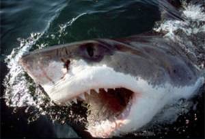Vemos un  tiburon blanco con sus fauces abiertas mostrando sus dientes escalonados