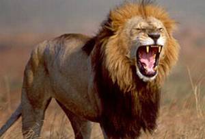 Vemos aun inmenso leon africano abriendo sus fauces y mostrando sus afilados colmillos