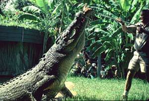 Vemos a este gigante cocodrilo que se ha mimetizado para atacar un cazador lo enfrenta con sus arma
