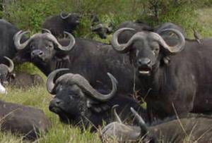 Tenemos aqui a una manada de búfalos muy negros con mirada fiera