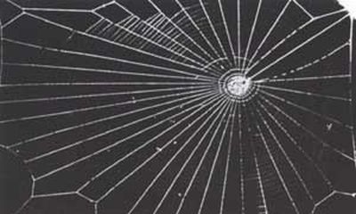 Vemos a una telaraña muy grande tejida en grandes secciones y una parte central